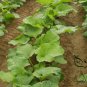 Arctium Lappa, Greater Burdock Seed 2000 PCS, Beggar's Buttons Niu Bang Zi