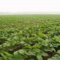 Arctium Lappa, Greater Burdock Seed 2000 PCS, Beggar's Buttons Niu Bang Zi