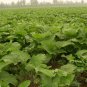 Arctium Lappa, Greater Burdock Seed 2000 PCS, Beggar's Buttons Niu Bang Zi