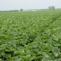 Arctium Lappa, Greater Burdock Seed 2000 PCS, Beggar's Buttons Niu Bang Zi