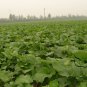 Arctium Lappa, Greater Burdock Seed 2000 PCS, Beggar's Buttons Niu Bang Zi