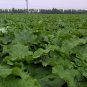 Arctium Lappa, Greater Burdock Seed 2000 PCS, Beggar's Buttons Niu Bang Zi