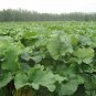 Arctium Lappa, Greater Burdock Seed 2000 PCS, Beggar's Buttons Niu Bang Zi