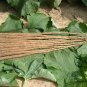 Arctium Lappa, Greater Burdock Seed 2000 PCS, Beggar's Buttons Niu Bang Zi