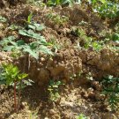 Angelica Sinensis, Dong Quai Seed 1000 PCS, Female Ginseng Danggui