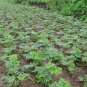 Angelica Sinensis, Dong Quai Seed 1000 PCS, Female Ginseng Danggui