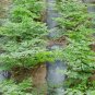 Angelica Sinensis, Dong Quai Seed 1000 PCS, Female Ginseng Danggui
