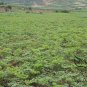 Angelica Sinensis, Dong Quai Seed 1000 PCS, Female Ginseng Danggui