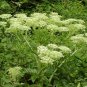 Angelica Sinensis, Dong Quai Seed 1000 PCS, Female Ginseng Danggui