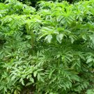 Angelica Dahurica, Dahurian Angelica Seed 1000 PCS, Garden Angelica Bai Zhi