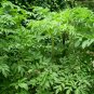 Angelica Dahurica, Dahurian Angelica Seed 1000 PCS, Garden Angelica Bai Zhi