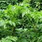 Angelica Dahurica, Dahurian Angelica Seed 1000 PCS, Garden Angelica Bai Zhi