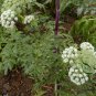 Angelica Dahurica, Dahurian Angelica Seed 1000 PCS, Garden Angelica Bai Zhi