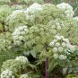 Angelica Dahurica, Dahurian Angelica Seed 1000 PCS, Garden Angelica Bai Zhi