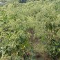 Angelica Dahurica, Dahurian Angelica Seed 1000 PCS, Garden Angelica Bai Zhi
