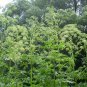 Angelica Dahurica, Dahurian Angelica Seed 1000 PCS, Garden Angelica Bai Zhi
