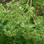 Angelica Dahurica, Dahurian Angelica Seed 1000 PCS, Garden Angelica Bai Zhi