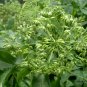 Angelica Dahurica, Dahurian Angelica Seed 1000 PCS, Garden Angelica Bai Zhi