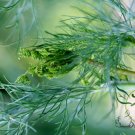 Anethum Graveolens, Annual Dill Seed 3000 PCS, Shi Luo