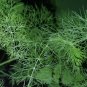 Anethum Graveolens, Annual Dill Seed 3000 PCS, Shi Luo