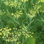 Anethum Graveolens, Annual Dill Seed 3000 PCS, Shi Luo