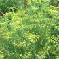 Anethum Graveolens, Annual Dill Seed 3000 PCS, Shi Luo