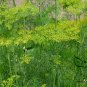 Anethum Graveolens, Annual Dill Seed 3000 PCS, Shi Luo
