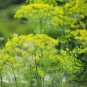 Anethum Graveolens, Annual Dill Seed 3000 PCS, Shi Luo