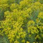 Anethum Graveolens, Annual Dill Seed 3000 PCS, Shi Luo