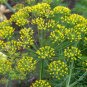 Anethum Graveolens, Annual Dill Seed 3000 PCS, Shi Luo