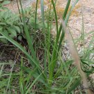 Anemarrhena Asphodeloides, Rhizoma Anemarrhenae Seed 2000 PCS, Zhi Mu