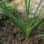 Anemarrhena Asphodeloides, Rhizoma Anemarrhenae Seed 2000 PCS, Zhi Mu