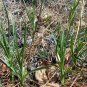 Anemarrhena Asphodeloides, Rhizoma Anemarrhenae Seed 2000 PCS, Zhi Mu
