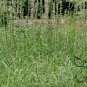 Anemarrhena Asphodeloides, Rhizoma Anemarrhenae Seed 2000 PCS, Zhi Mu