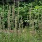 Anemarrhena Asphodeloides, Rhizoma Anemarrhenae Seed 2000 PCS, Zhi Mu