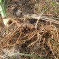 Anemarrhena Asphodeloides, Rhizoma Anemarrhenae Seed 2000 PCS, Zhi Mu