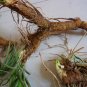Anemarrhena Asphodeloides, Rhizoma Anemarrhenae Seed 2000 PCS, Zhi Mu