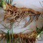 Anemarrhena Asphodeloides, Rhizoma Anemarrhenae Seed 2000 PCS, Zhi Mu