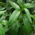 Andrographis Paniculata, King Of Bitters Seed 3000 PCS, Chuan Xin Lian