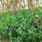Andrographis Paniculata, King Of Bitters Seed 3000 PCS, Chuan Xin Lian