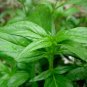 Andrographis Paniculata, King Of Bitters Seed 3000 PCS, Chuan Xin Lian