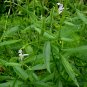 Andrographis Paniculata, King Of Bitters Seed 3000 PCS, Chuan Xin Lian