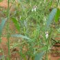 Andrographis Paniculata, King Of Bitters Seed 3000 PCS, Chuan Xin Lian