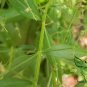 Andrographis Paniculata, King Of Bitters Seed 3000 PCS, Chuan Xin Lian