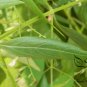 Andrographis Paniculata, King Of Bitters Seed 3000 PCS, Chuan Xin Lian
