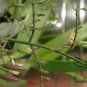 Andrographis Paniculata, King Of Bitters Seed 3000 PCS, Chuan Xin Lian
