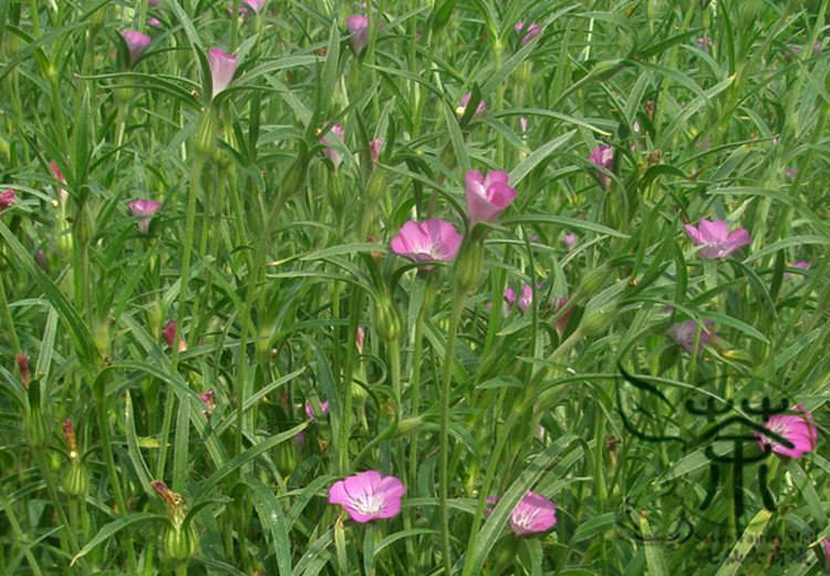 Agrostemma Githago, Corn Cockle Seed 3000 PCS, Mai Xian Weng