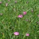 Agrostemma Githago, Corn Cockle Seed 3000 PCS, Mai Xian Weng