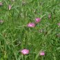 Agrostemma Githago, Corn Cockle Seed 3000 PCS, Mai Xian Weng