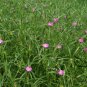 Agrostemma Githago, Corn Cockle Seed 3000 PCS, Mai Xian Weng